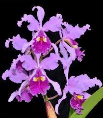 Cattleya warscewiczii var. sanderiana