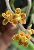Chiloschista javanica