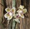 Chiloschista shanica (Leafless Orchid)