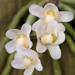 Chiloschista species 'Pink' (Leafless Orchid)