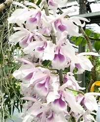 Dendrobium anosmum v. semi-alba