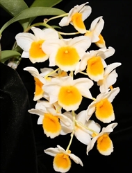 Dendrobium farmeri 'Shortie' x griffithianum 'Maui'