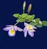Dendrobium loddigesii v. variegata 'K17'