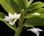 Dendrobium oligophyllum species