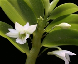 Dendrobium oligophyllum species