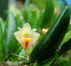 Dendrobium prenticei