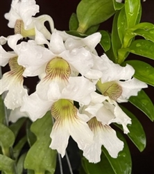 Dendrobium sanderae