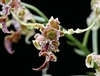 Dendrobium spectabile