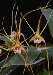 Dendrobium tetragonum v. gigantea