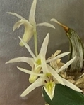 Diplocaulobium kirchianum