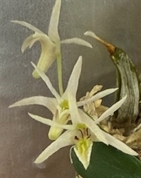 Diplocaulobium kirchianum