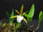 Encyclia polybulbon Orchid Species
