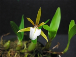 Encyclia polybulbon Orchid Species