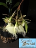 Epidendrum ilense orchid species