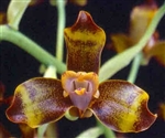 Grammangis Intrigue (ellisi x spectabilis)