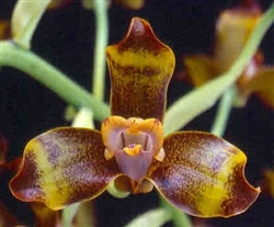 Grammangis Intrigue (ellisi x spectabilis)