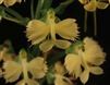 Habenaria Jiaho Yellow Bird 'Sunshine' AM/AOS