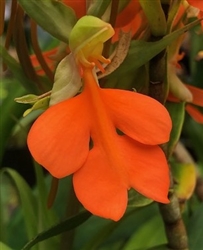 Habenaria rhodocheila 'Nora'