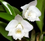 Laelia alaorii v. alba