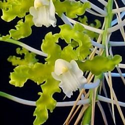 Laelia gloriosa v. alba