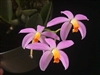 Laelia lucasiana