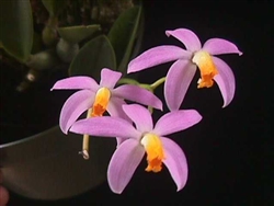 Laelia lucasiana