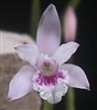 Laelia lundii 'Brazilian Glow'