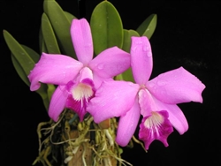 Laelia sincorana