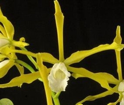 Laelia tenebrosa v. alba