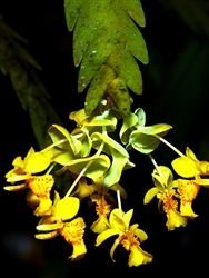 Lockhartia amoena