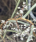 Microcoelia aphylla