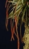 Oberonia microphylla