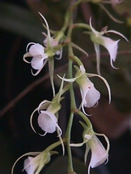 Oeoniella polystachys species