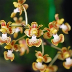 Phalaenopsis chibae