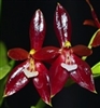 Phalaenopsis cornu-cervi v. chattaladae