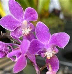 Very special! Phalaenopsis Blue Jennifer Palermo — unique flower color –  Mystery Garden Store
