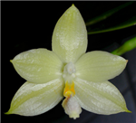 Phalaenopsis floresensis