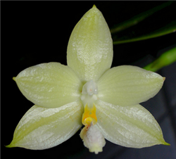 Phalaenopsis floresensis