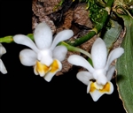 Phalaenopsis malipoensis