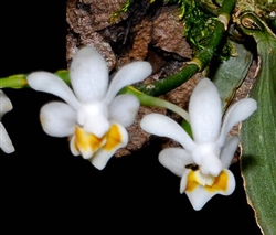 Phalaenopsis malipoensis