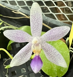Phalaenopsis Hiroshima Tetratris v. coerulea (speciosa var. coerulea x equestris var. coerulea)