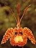 Psychopsis krameriana