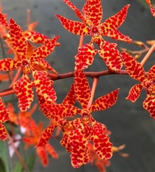 Renanthera Wynn McPheeters 'Pauwela Cardinal'