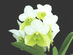 Vanda sanderiana v. alba