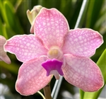 Vanda Arjuna x V. Sandra Gail Hatos