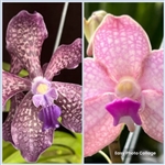 Vanda Arjuna x V. Sandra Gail Hatos