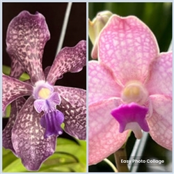 Vanda Arjuna x V. Sandra Gail Hatos