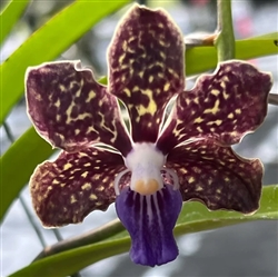 Vanda Faye and Max Roberts x tessellata 'RF Orchids'