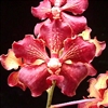 Vanda Motes Hot Chestnut