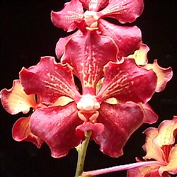 Vanda Motes Hot Chestnut